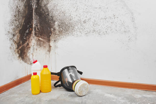 Attic Mold Removal in North Pearsall, TX