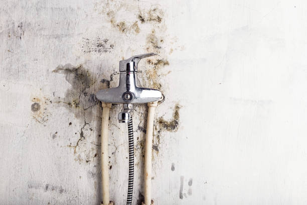 Best Black Mold Removal  in North Pearsall, TX