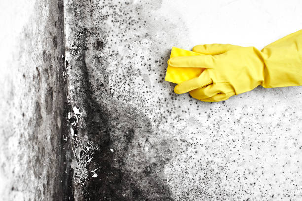 Best Mold Remediation  in North Pearsall, TX