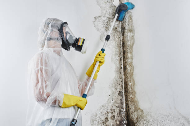 Best Black Mold Removal  in North Pearsall, TX