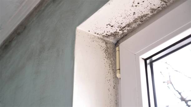 Best Certified Mold Removal  in North Pearsall, TX
