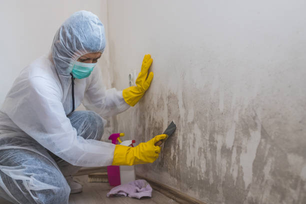 Best Mold Remediation  in North Pearsall, TX