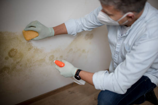 Best Residential Mold Removal  in North Pearsall, TX