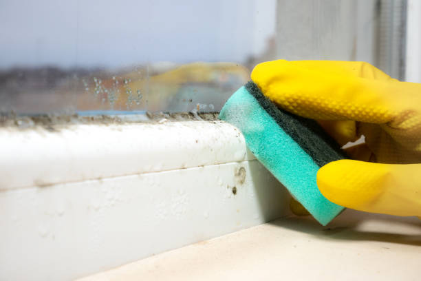 Best Mold Testing  in North Pearsall, TX