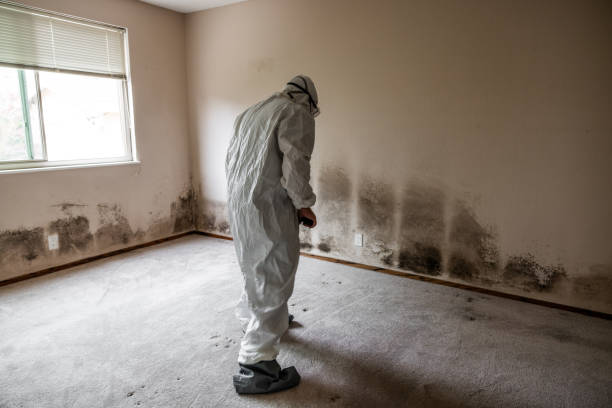 Office Mold Removal Services in North Pearsall, TX